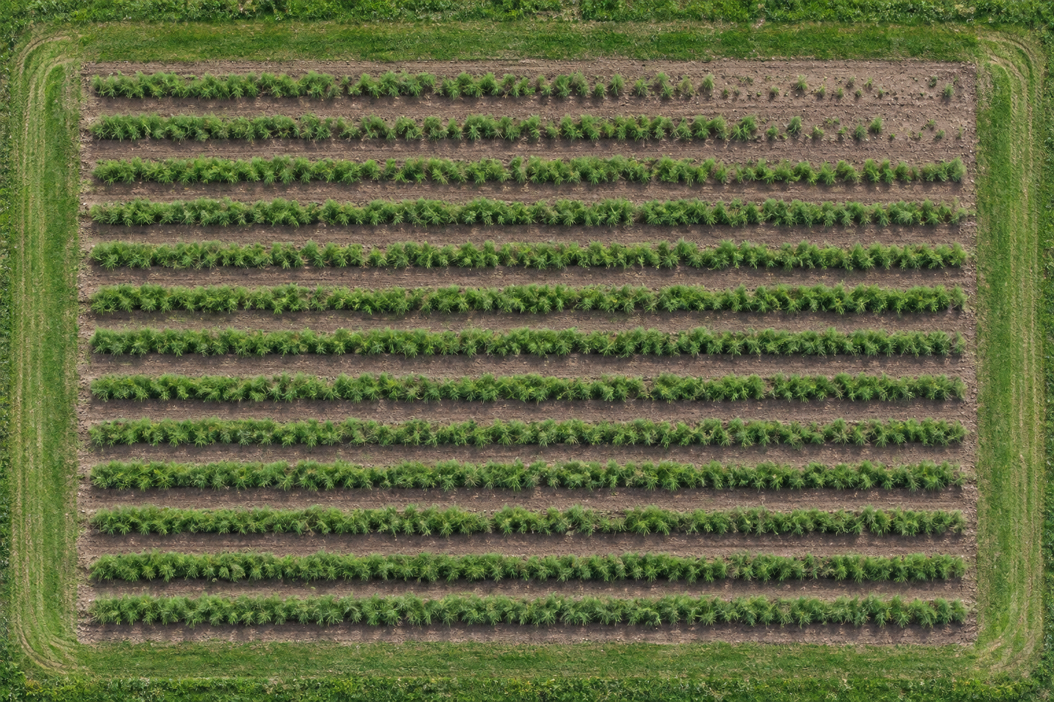 Illustrative aerial asparagus field with parallel rows and a sparse upper-right corner